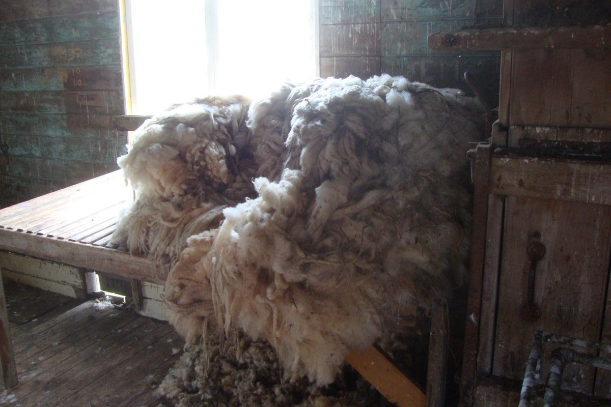 New Zealand Strong Crossbred Wool