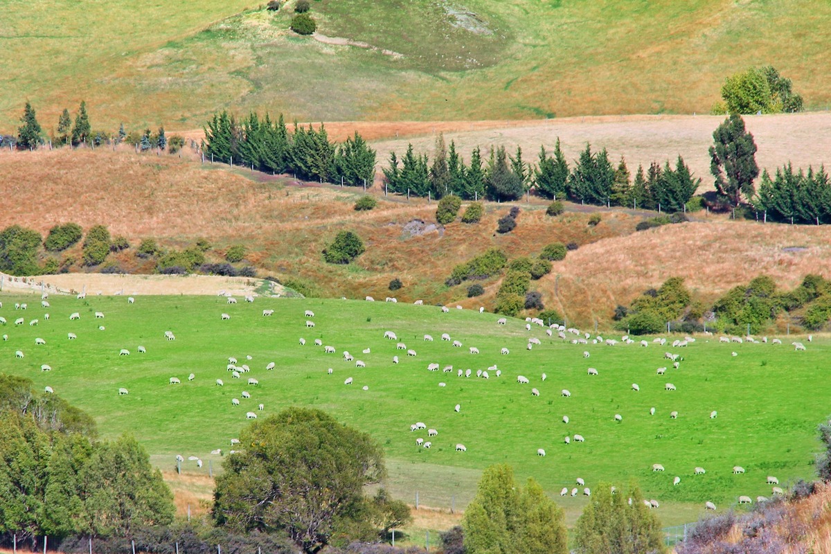 Tally Ho Pastoral Estate in Roxburgh Otago