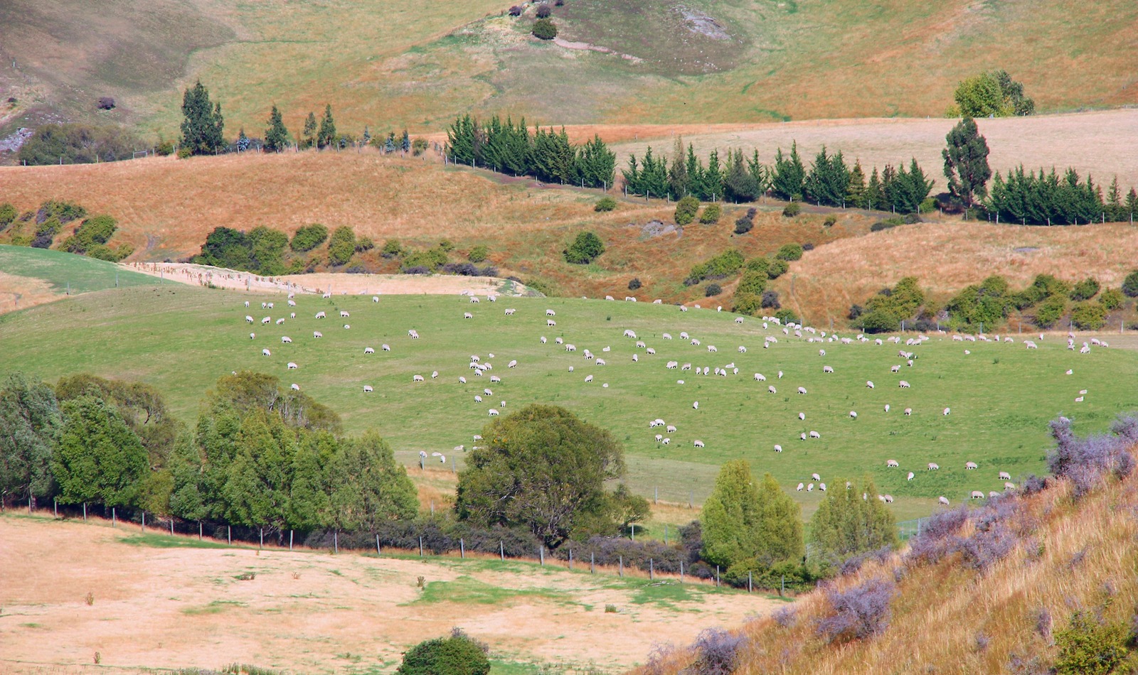 Tally Ho Station Pastures in Roxburgh Otago